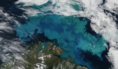 Algae bloom